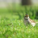 {:en}Manitoba to invite 296 immigration candidates to the Regional Nomination Program (PNP).{:}{:ar}مانيتوبا تدعو 296 مرشحًا للهجرة إلى برنامج الترشيح الإقليمي {:}